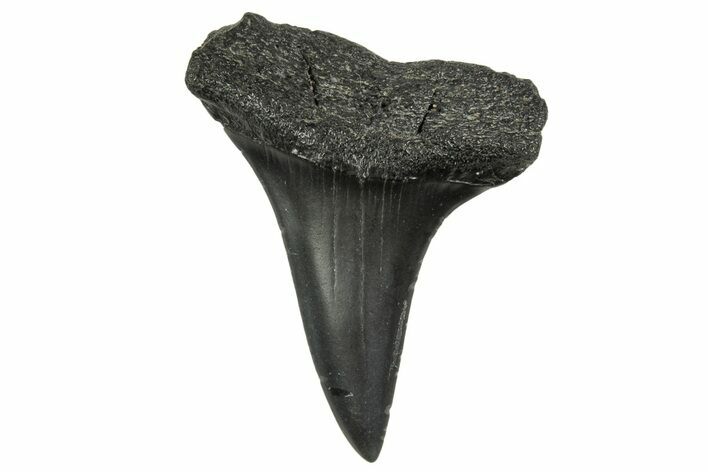 Fossil White Shark Tooth - South Carolina #368624